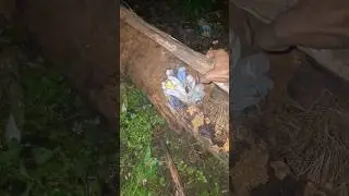 colorful bird nests #shortvideo #nature #nest #youtubeshorts #wildlife #birds #shorts #trending