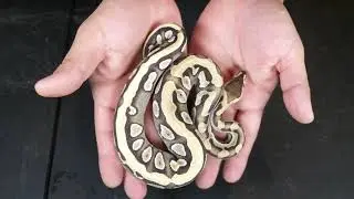 5K to put the puzzle pieces together! Puzzle Ball Python