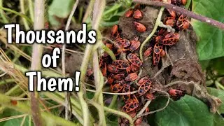 Interesting Fun Facts About The European Firebug