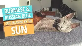 Relaxing Video - Burmese Cat and Russian Blue Kitten enjoying the sun
