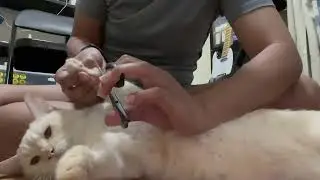 Angry cat is super cute