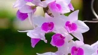 E.ĐỊNH HIỀN:Bệt huyền diệu.bảo duy .snsl 0941627688