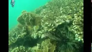 hardcoral