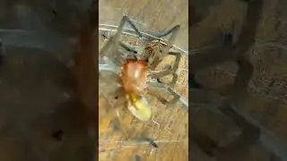 Types of spider | Part -4 | yellow sack . #scary #spider #shorts #spidersoftheworld