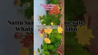 nattu samanthi plants online sale #youtubeshorts #agriculture #jsrhitechnursery
