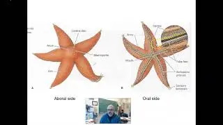 BIO 280. Echinodermata lecture
