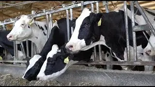 Trump's trade tactics worry Wisconsin dairy farmers