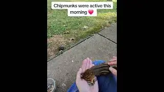 feeding my chipmunk friends ❤️ #critterfeeder #nature #chipmunk #handfeeding #wildlife