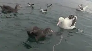 Wandering Albatross feeding 06 with Giant Petrel DNN Kaikoura 18 Feb 2020