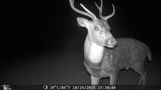 BoxLegend WiFi Solar Trail Camera: Get the Details, Pics, and Videos #amazon #hunting #trailcam