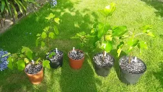 Update on the 5 new fig varieties I got as rooted cuttings from Jurassic Plants late Winter