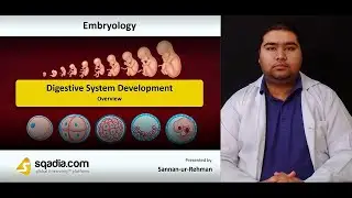 Digestive System Development | Overview