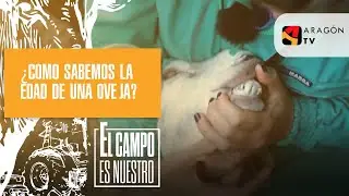 ¿Cómo sabemos la edad de una oveja?
