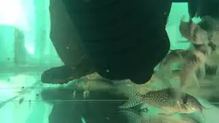Коридорас меланистус (Corydoras melanistius). Первый нерест, параметры воды, немного о содержании