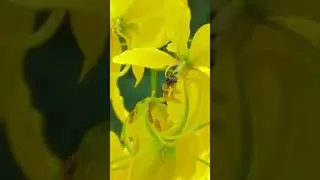 Happy Vishu WhatsApp Status/Vishu 2021 Status/Vishu Special #short Video
