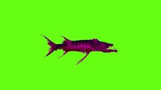 Green Screen Barracuda Fish Animation
