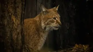 Lynx: The Hidden Forest Predator 🐾 &ndash; Up Close with Deadly Eyes! Real Footage 