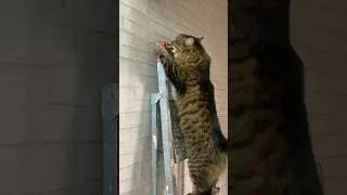 Кот-скалолаз залез на лестницу, The climber cat climbed the stairs