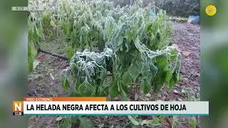 Fr&iacute;o extremo: la helada negra afecta a los cultivos de hoja │N8:00│ 22-07-24