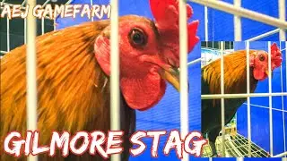 GILMORE STAG - AEJ GAMEFARM - WORLD GAMEFOWL EXPO 2020 at World Trade Center