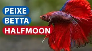 Betta Halfmoon