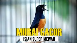 100% EMOSI || PANCINGAN MURAI BATU AGAR BUNYI DAN EMOSI, Jadikan Murai Diam Semangat Bunyi Gacor ON