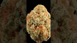 Tropical Guava: The Sleeper Exotic You NEED To Try #cannabisreview