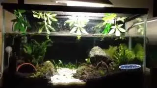fire belly newt feeding time (new setup)