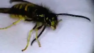 Male Wasp, Paravespula vulgaris having a wash: cute!