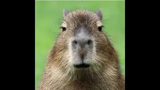 What Are Capybaras and What Do They Eat? 🐹 Exciting Capybara Facts for Kids!