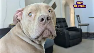 Pitbulls Reaction To Rain Is The Funniest Thing You'll See Today 😳😂