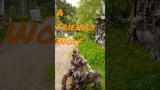 A Friendly Wolf