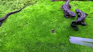 イモリウムの糞掃除と汚水の排水（短時間まとめ）