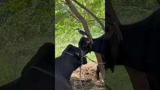 Crow Look very beautiful #shorts #birds #animals #village #nature