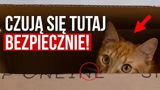 DLATEGO Twoje koty nie potrafią się oprzeć pudełku! Odkryj 10 powodów.