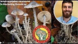 WMS Lecture - Jack Johnson - Cryptic Niches: Unusual Fungi and Where To Find Them
