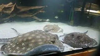 potamotrygon Scobina Tank 280x140x70