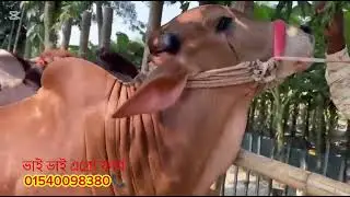 আব্দুর*রাজ্জাক*বেপারী ! কত*চায় ৪ পিস*ষাঁড়*গরু #cow #unfrez #foryourpage #bull #cattleworld 