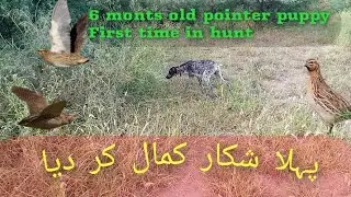 Pointer dog training tips | Quail and Partridge hunting in Pakistan | کتے کو پہلے دن باہر نکالا ۔۔