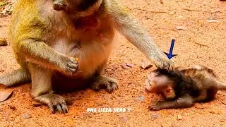 Lizzy Monkey Feel Angry With Lizza, Dragging Baby Head & Pushing Warning Baby