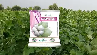 SRI RAMA SEEDS Cotton Hybrid Variety Nandini || Innovation, Quality & service