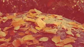Infused - Love Withered (Official Video)