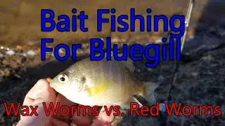 Bait Fishing For Bluegill, Wax Worms Vs Red Worms