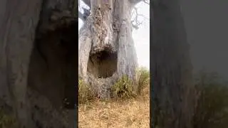 Inside a Massive Baobab Tree in Ruaha! 🌳🇹🇿