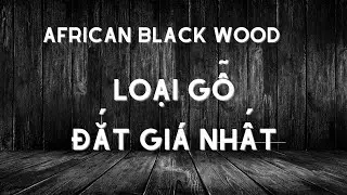 LOẠI GỖ ĐẮT TIỀN NHẤT TR&Ecirc;N THẾ GIỚI | GỖ SỒI XẺ SẤY | GỖ SỒI MỸ | TIMBER LIFE