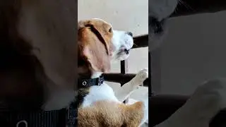 beagle dog barking #youtubeshorts #doglover #cutebeagle
