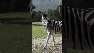 Zebra Stripes & Savannah Life: Nature&rsquo;s Optical Illusion #Zebra #AfricanSavanna #wildlifeafrica