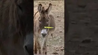 How Many People ACTUALLY Die From Donkey? #donkeys #fact