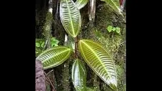 Te miconia