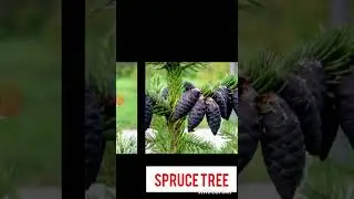 Spruce tree